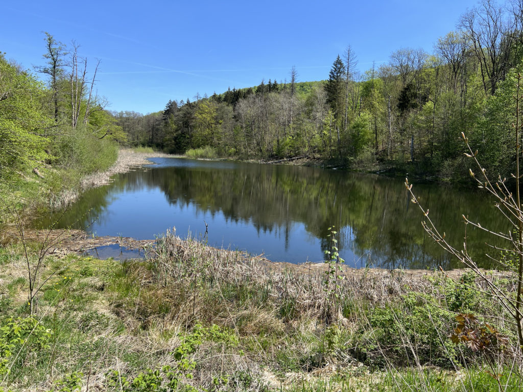 Ein Bild von einem schönen großen Teich uner tiefblauem Himmel. Umgeben ist er von hohen Sträuchern.