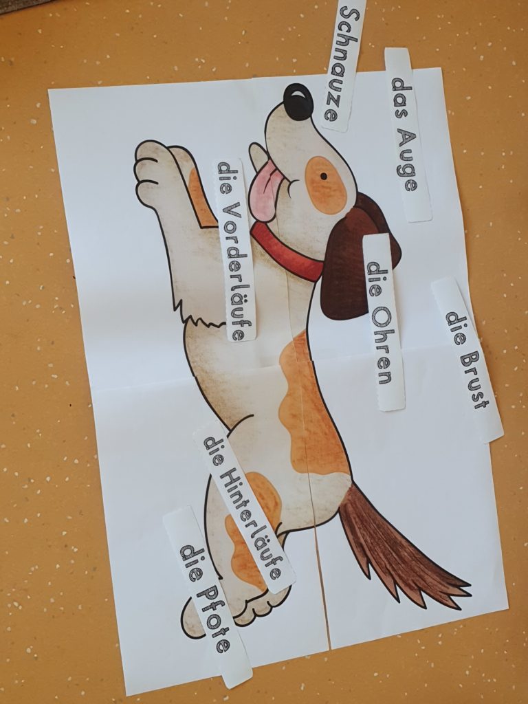 Ein Plakat zeigt einen gemalten Hund, darauf gelegt sind die verschiedenen Körperteile des Hundes.