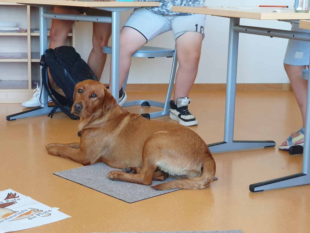 Der Hund liegt entspannt auf seinem Sitzkissen direkt neben den Tischen der Schüler